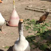 تعدای حیوان درجه یک نژادار|حیوانات مزرعه|مرند, |دیوار