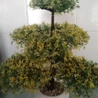 درختچه بنسای مصنوعی