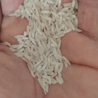 برنج طارم و فجر|خوردنی و آشامیدنی|گنبد کاووس, |دیوار