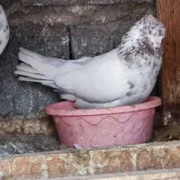 کبوتر کفتر گرو تضمینی|پرنده|خمینیشهر, |دیوار