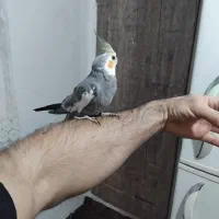 فروش عروس هلندی|پرنده|قم, شهر قائم|دیوار