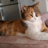 گمشده گربه