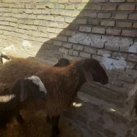بره قوچی و کاور ۲ دندون  و تقلی کیلو به فروشی