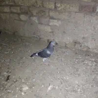کفتر|پرنده|جوین, |دیوار