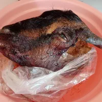 کله پاچه بزغاله،دلبندی