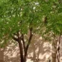 اجاره   واحد|اجارهٔ آپارتمان|کرج, فاز ۲ مهرشهر|دیوار