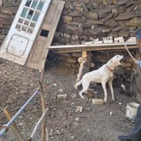 واگذاری سگ نگهبان|سگ|مشهد, میان ولایت|دیوار