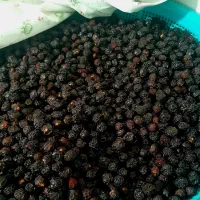 آلبالو خشک تازه