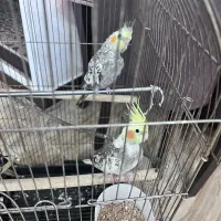 عروس هلندی نر و ماده