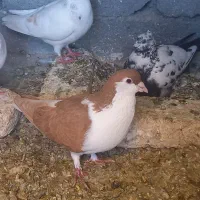 ساده زرد خیلی درشت پررنگ