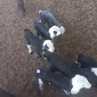 بره شیری ده روزه