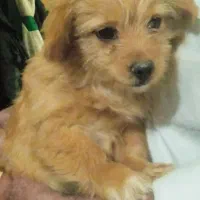 2تا سگ خارجی