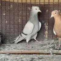 سینه .|پرنده|شیراز, رکن‌آباد|دیوار