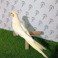 عروس هلندی رام و دستی