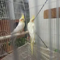 عروس هلندی بالغ