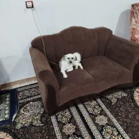 سگ  خونگی واکسن زده|سگ|خرم‌آباد, |دیوار