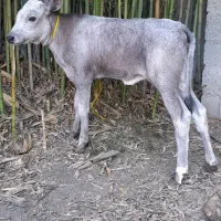 یک راس گوساله ماده مونت بلیارد لیشه گاو