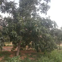 فروش نهال گردو بومی وژنوتیپ برتر تویسرکان