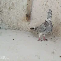 اقون فری نر مست|پرنده|مشهد, بهار|دیوار