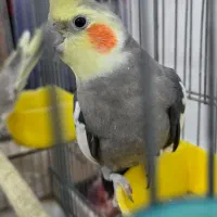 واگذاری ۳ عدد عروس هلندی