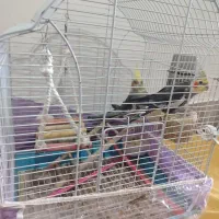 یک جفت عروس هلندی نر و ماده