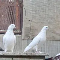 یجفت نروماده|پرنده|اصفهان, شاهد|دیوار