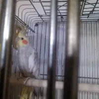 جفت عروس هلندی آهویی|پرنده|شیراز, شیخ علی چوپان|دیوار