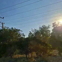 مرغداری با دوسالن هم اجاره هم فروش|اجارهٔ دفتر صنعتی، کشاورزی، تجاری|نهاوند, |دیوار