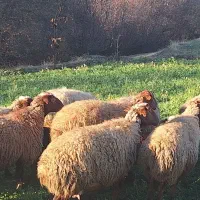 گوسفند بره دار مالچه|حیوانات مزرعه|سنندج, |دیوار