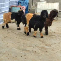 بره.میش.بز|حیوانات مزرعه|خمینی‌شهر, |دیوار