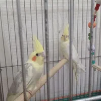 فروش ۶ عدد جوجه عروس هلندی