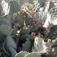 میوه کاکتوس