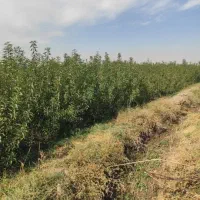 فروش انواع نهال های اصلاح شده و تظمینی درینگی کند