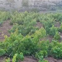 فروش زمین ۲۰۰۰ متری|فروش زمین و ملک کلنگی|داران, |دیوار