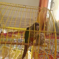 طوطی گرینچیک فول دستی|پرنده|مشهد, انقلاب|دیوار