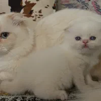 گربه اسکاتیش لانگ هیر