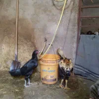 مرغ وخروس لاری اصل|حیوانات مزرعه|نیر (اردبیل), |دیوار