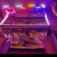 آکواریوم شیشه خم دلسا|ماهی|شاهینشهر, بنیاد ازدواج|دیوار