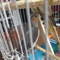 عروس هلندی|پرنده|بجنورد, |دیوار