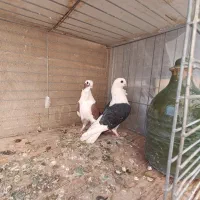 کبوتر|پرنده|مهریز, |دیوار