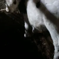 گوساله فروشی|حیوانات مزرعه|عطاملک, |دیوار