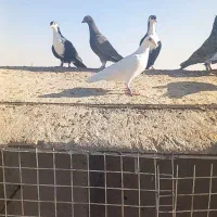 فروشی|پرنده|مه ولات, |دیوار