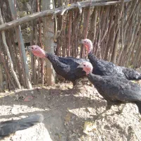 بوقلمون ماده