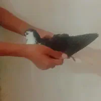دوتا کفتر یه ساده نر کفتر بازی.. معاوضه هم دارم