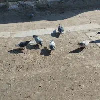 سبز آلمانی ماده سوسکی سیاه نر کلاغ ماده سوسکی س