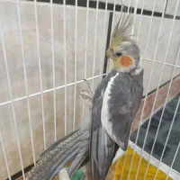 عروس هلندی|پرنده|علی‌آباد کتول, |دیوار