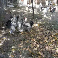 خروس برهمان|حیوانات مزرعه|سلماس, |دیوار