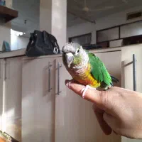 طوطی گریجیک نر