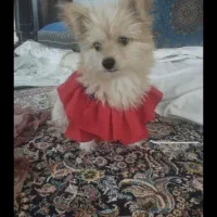 سگ پامر|سگ|رفسنجان, |دیوار