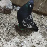 کپوتر اشعل و سینیی|پرنده|حمیدیه, |دیوار